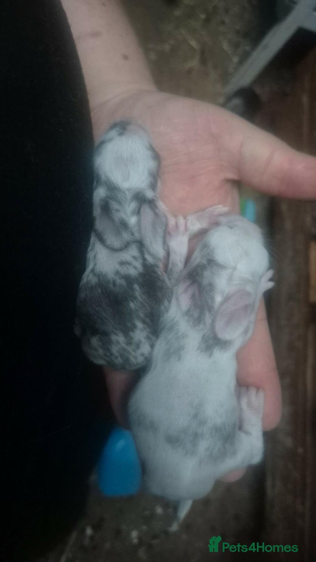 Mixed Breed rabbits Lionhead cross  - Advert 18