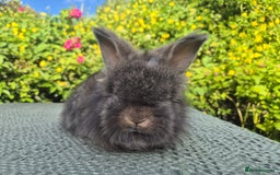 Angora rabbits for sale: 😍Large Angora babies- parents imported from 🇫🇷  - Image 25