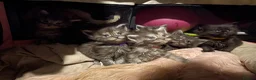 Maine Coon cats for sale: Pure Maine coon kittens  - Advert 8