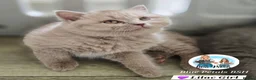 British Shorthair cats for sale: Only 2 girls left-large kitten pack-sweet girls - Advert 2
