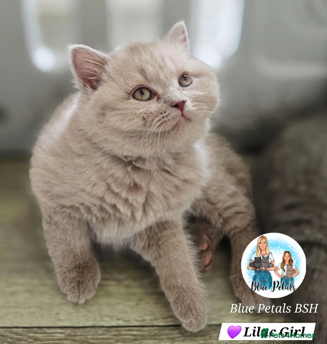 British Shorthair cats for sale: Only 2 girls left-large kitten pack-sweet girls - Advert 2