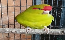 Parakeets birds for sale: Kakariki Male x1 Kakariki Male  - Image 2
