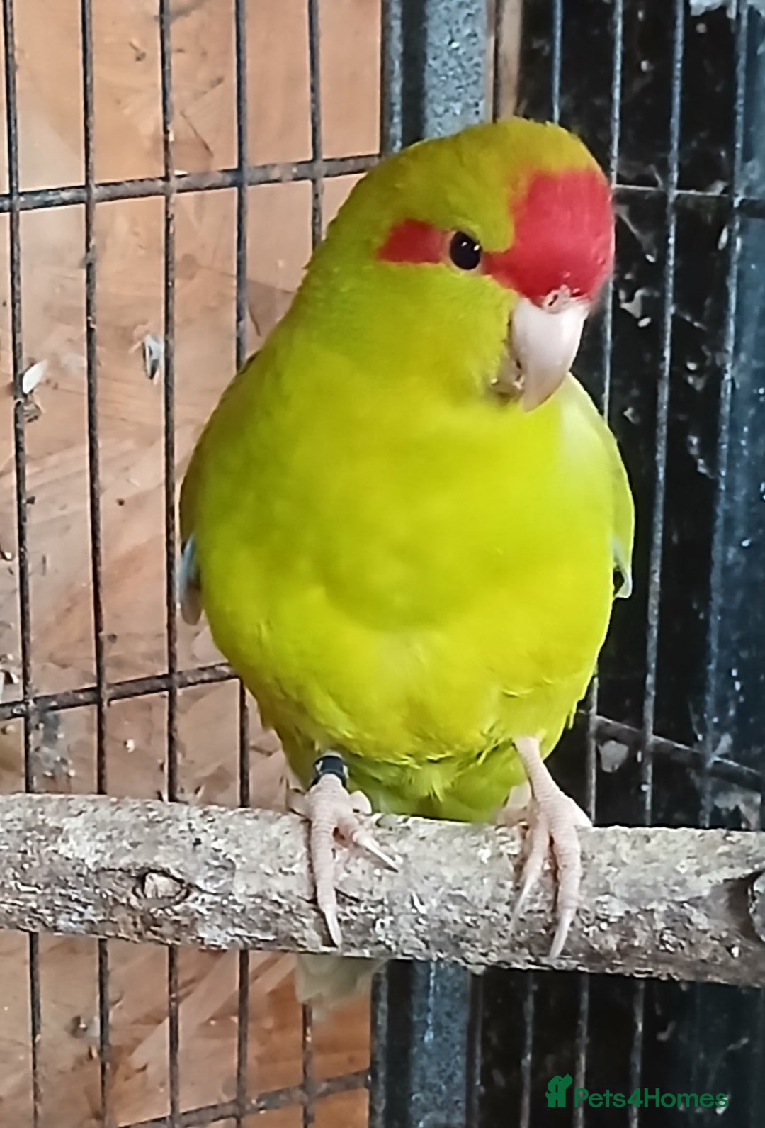 Parakeets birds for sale: Kakariki Male x1 Kakariki Male  - Image 2