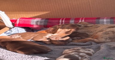 Miniature Dachshund dogs - Advert 6