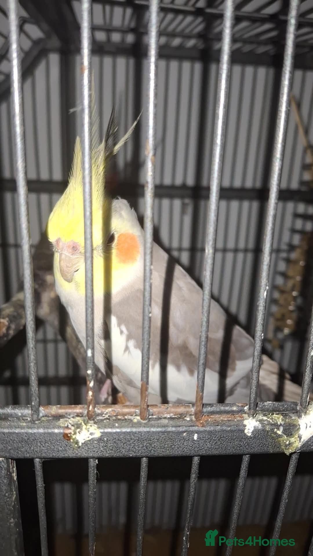 Cockatiels birds for sale: 1 male 1 female cockatiel - Advert 1