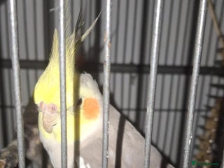 Cockatiels birds 1 male 1 female cockatiel - Advert 1