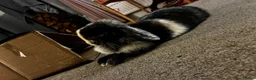 Mini Lop rabbits for sale: Female Rabbit in Macclesfield - Advert 2