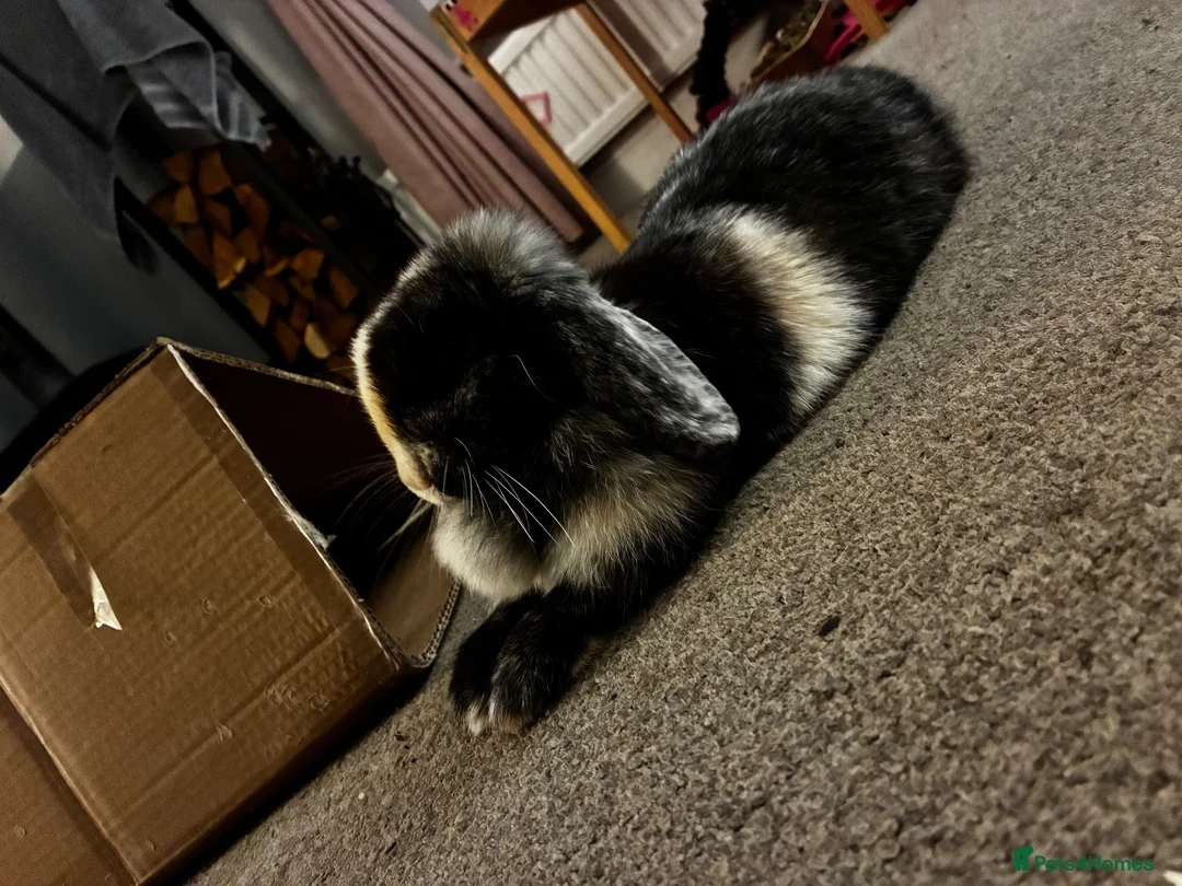 Mini Lop rabbits for sale: Female Rabbit in Macclesfield - Advert 2