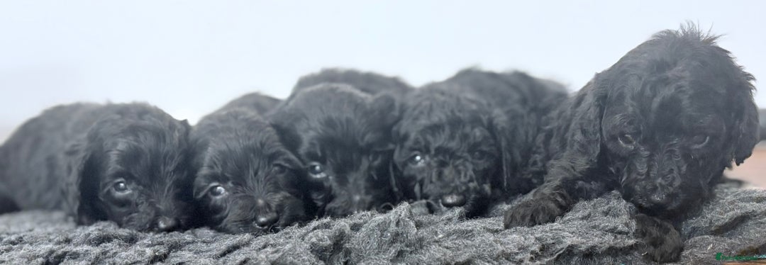 Cavapoochon dogs for sale: Rare Cavapoochons Home Raised PRA clear - Advert 16