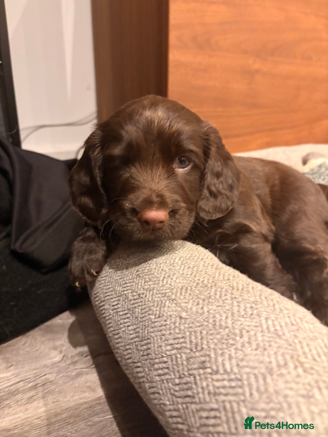 Cocker Spaniel dogs for sale: Available this week 2 beautiful spaniel puppies  - Advert 9