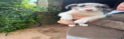 Border Collie dogs for sale: Workers!  - Advert 4