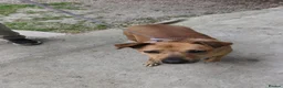 Mixed Breed dogs for adoption: The Story of Jumbo 🐾 - Advert 4