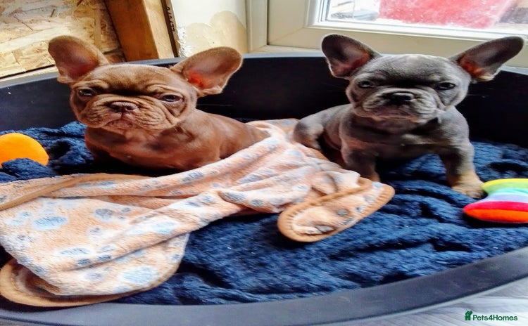 French Bulldog dogs - Advert 7