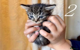 Mixed Breed cats for sale: Mixed ragdoll kittens  - Image 2