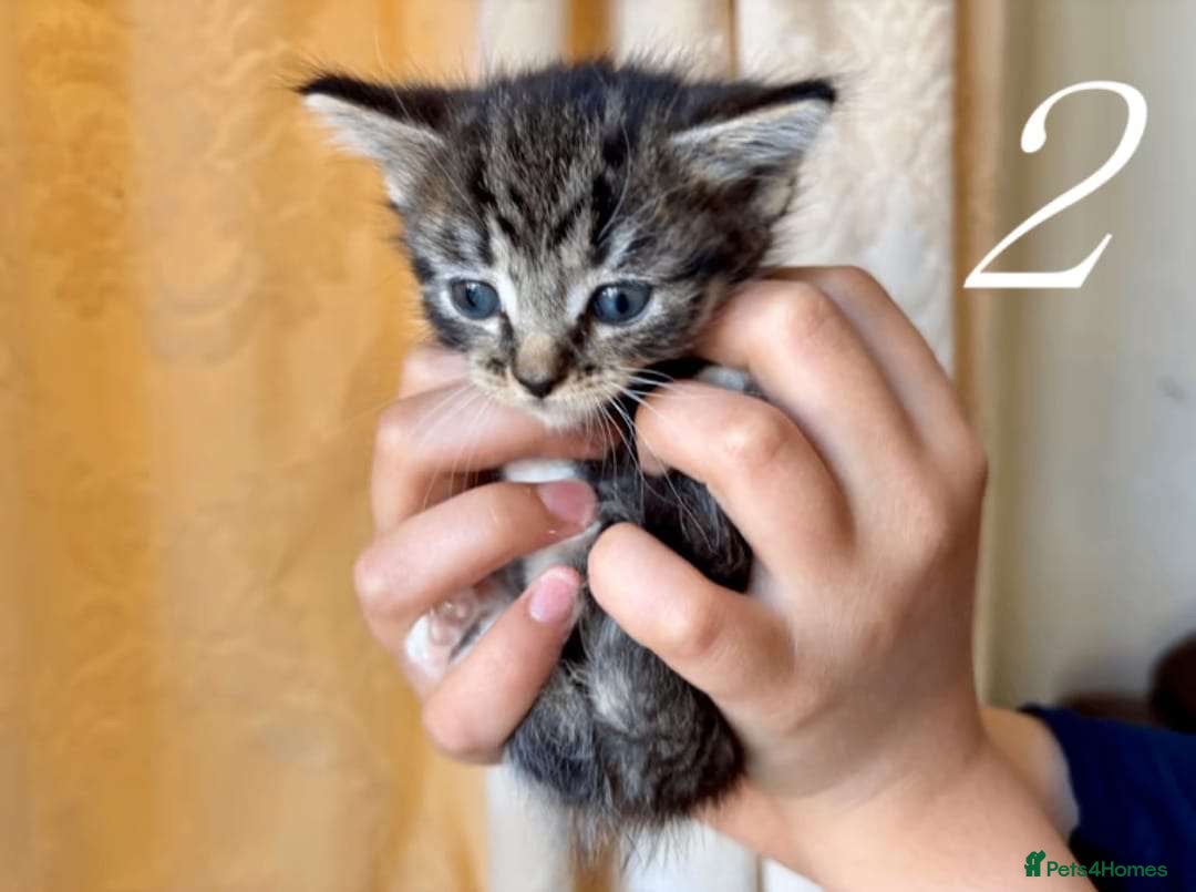 Mixed Breed cats for sale: Mixed ragdoll kittens  - Image 2