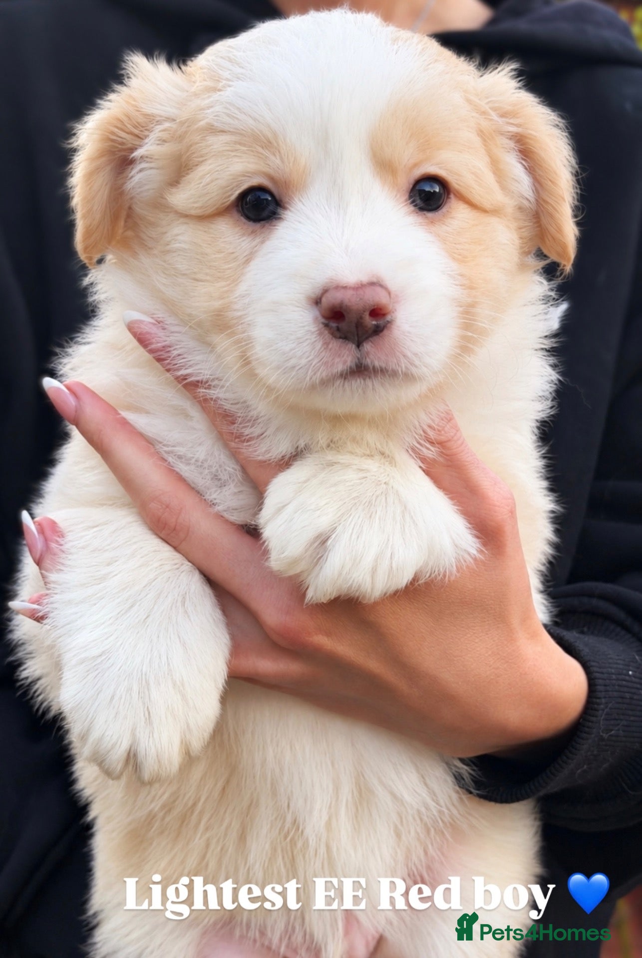 Border Collie dogs Beautiful Champion Line Puppies  - Advert 2
