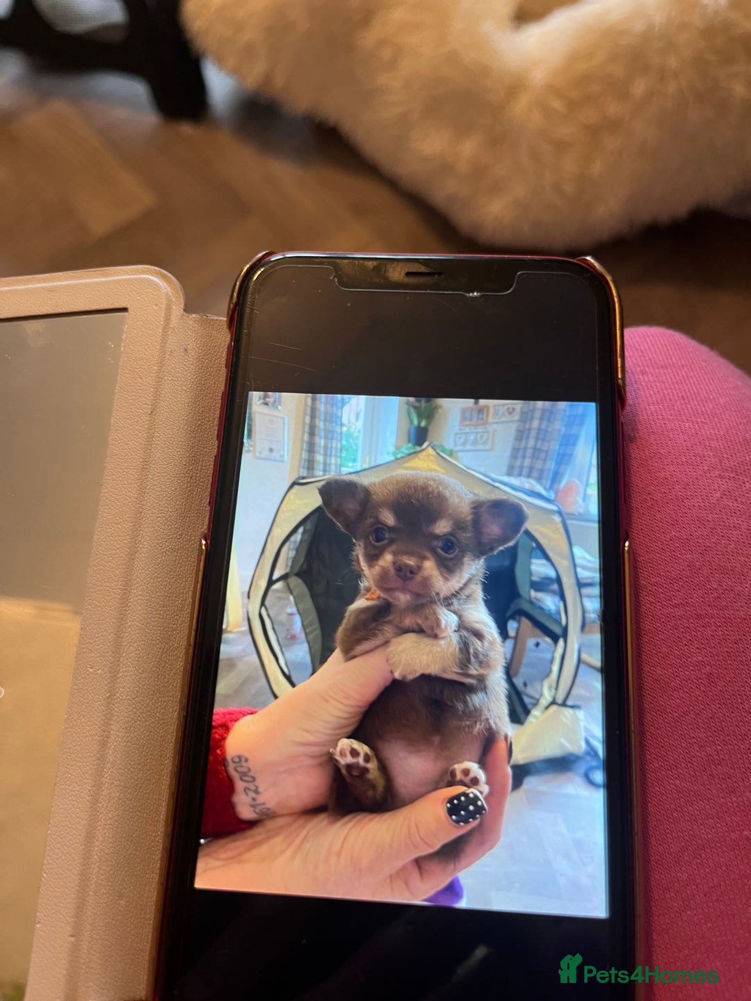 Chihuahua dogs for sale: Chihuahua teacups - Image 19