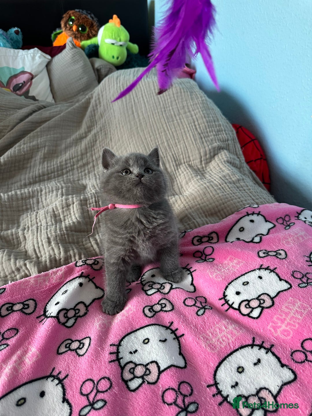 British Shorthair cats for sale: British short hair kittens - Advert 17