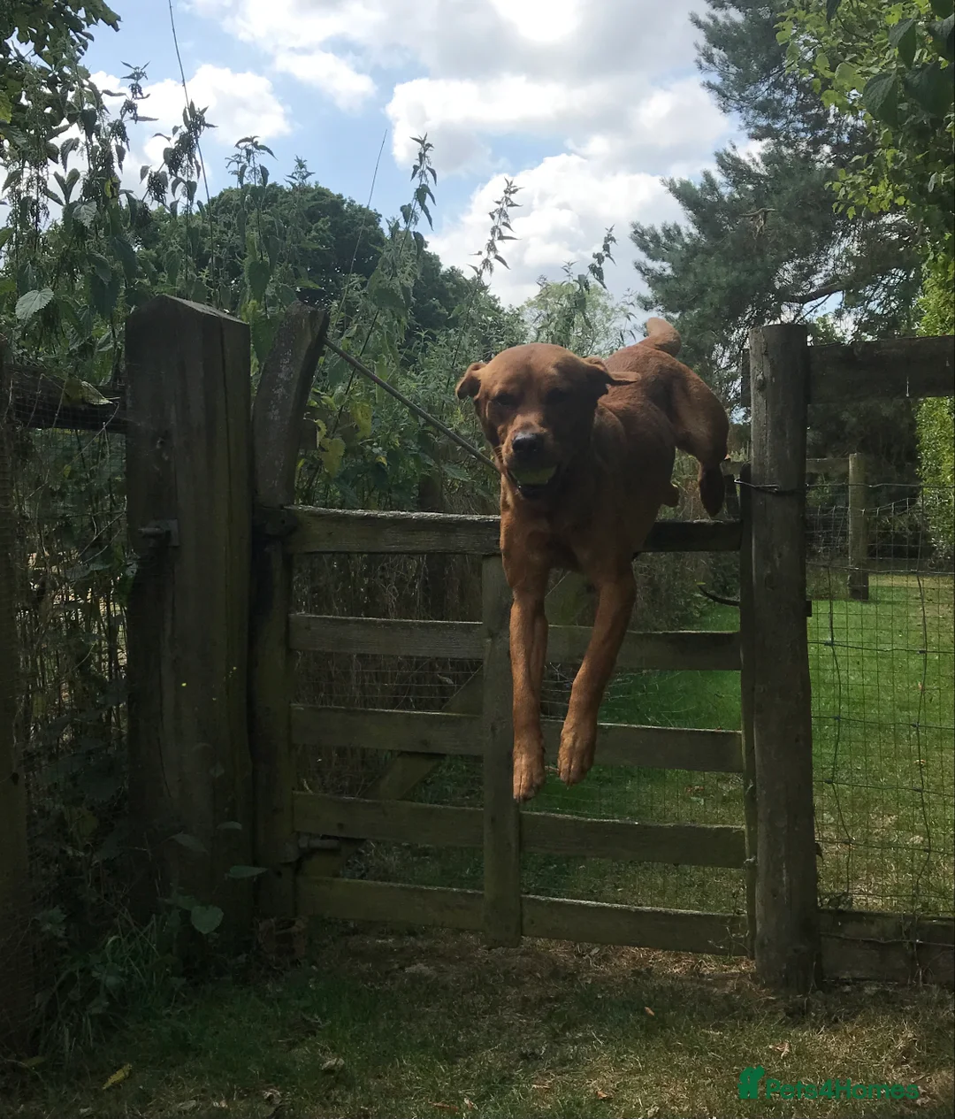 Labrador Retriever dogs for stud: Fully Health Tested Labrador for stud in Ashford - Advert 6