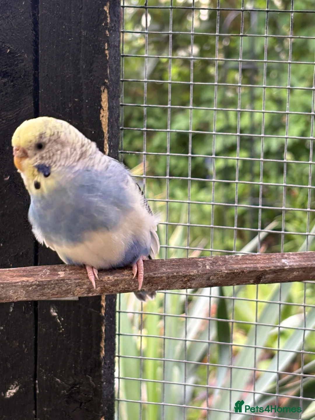 Budgerigars birds for sale: Hen budgie for sale in Scunthorpe - Advert 3