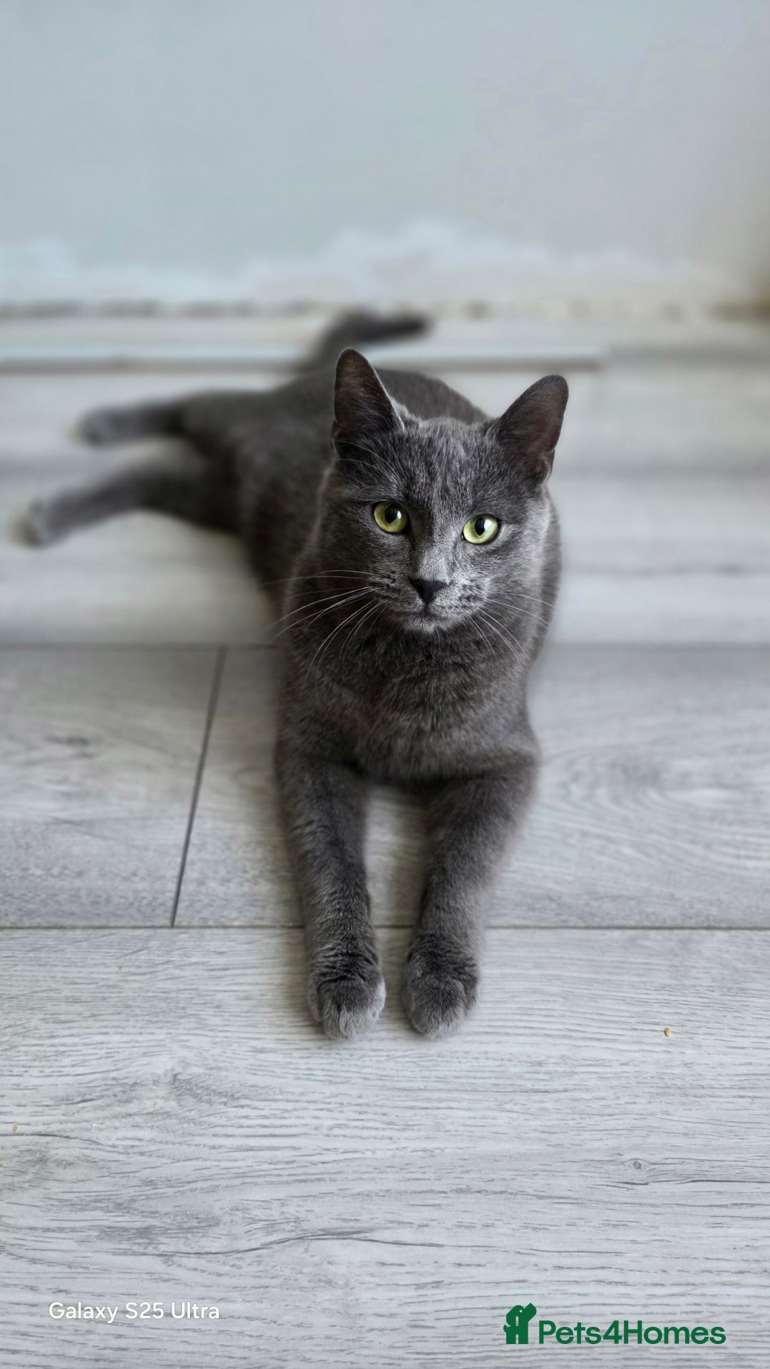 Russian Blue cats for sale: Russian blue kitten  - Advert 1