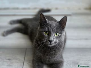 Russian Blue cats Russian blue kitten - Advert 12