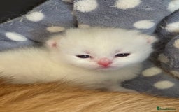 British Shorthair cats for sale: GCCF reg BSH & BLH Chocolate & Black Gold Kittens - Image 9