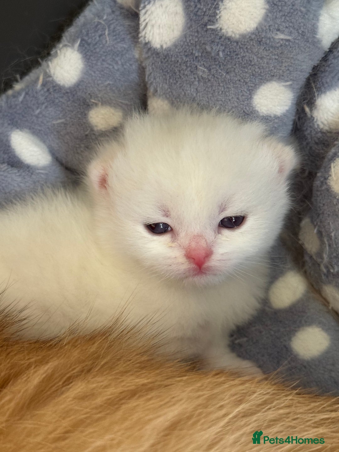 British Shorthair cats for sale: GCCF reg BSH & BLH Chocolate & Black Gold Kittens - Image 9