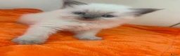 Ragdoll cats for sale: Kittens  - Advert 14