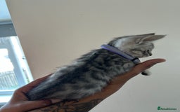 Bengal cats for sale: Bengal x Maine coon  - Image 8