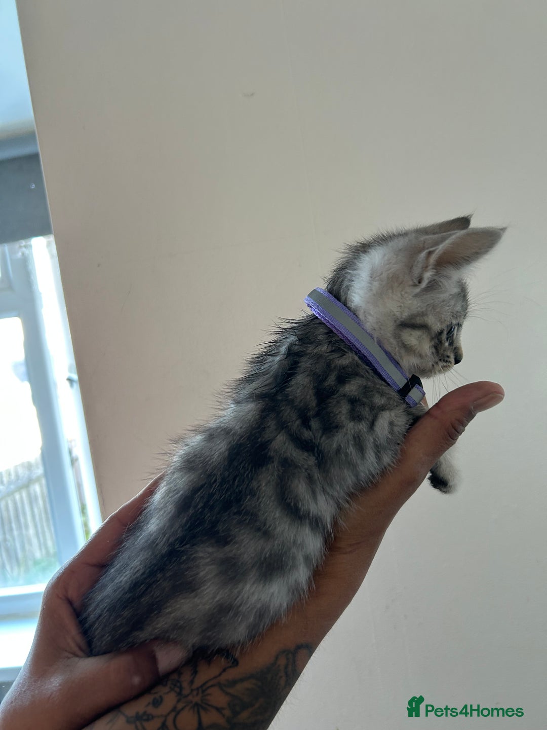 Bengal cats for sale: Bengal x Maine coon  - Image 8