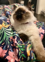 Ragdoll cats - Advert 15