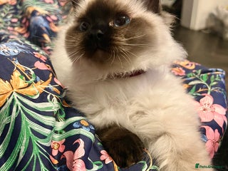 Ragdoll cats - Advert 29