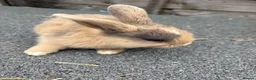 Mixed Breed rabbits for sale: Mini lop cross bunnies  - Advert 2