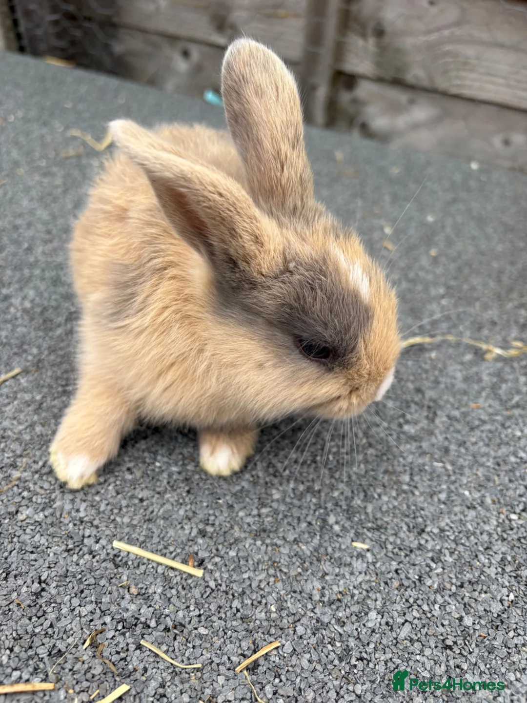 Mixed Breed rabbits for sale: Mini lop cross bunnies  - Advert 2