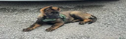 German Shepherd dogs for sale: KC Registered German Shepherd PuppiesChampion Line - Advert 4