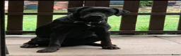 Labrador Retriever dogs for sale: Stunning black Labrador - Advert 3
