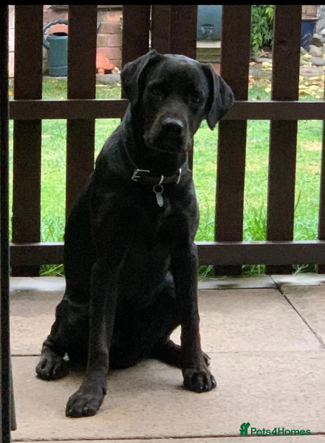 Labrador Retriever dogs for sale: Stunning black Labrador - Advert 3
