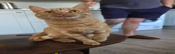 Mixed Breed cats for sale: Female ginger x bengal  - Advert 1