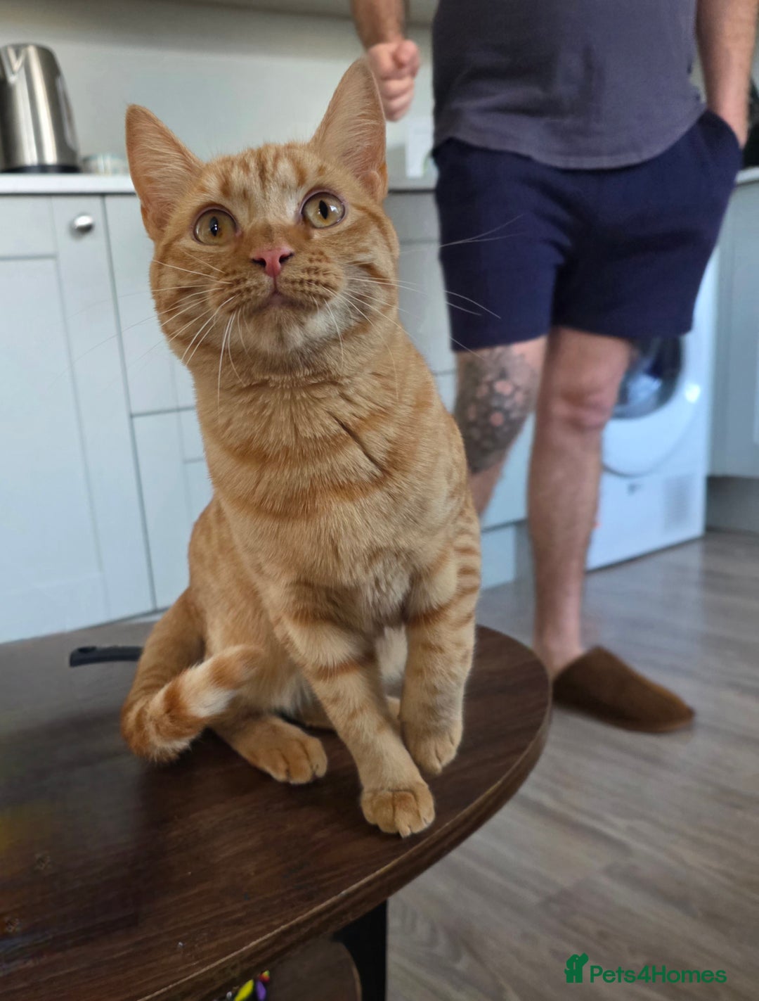 Mixed Breed cats for sale: Female ginger x bengal  - Advert 1