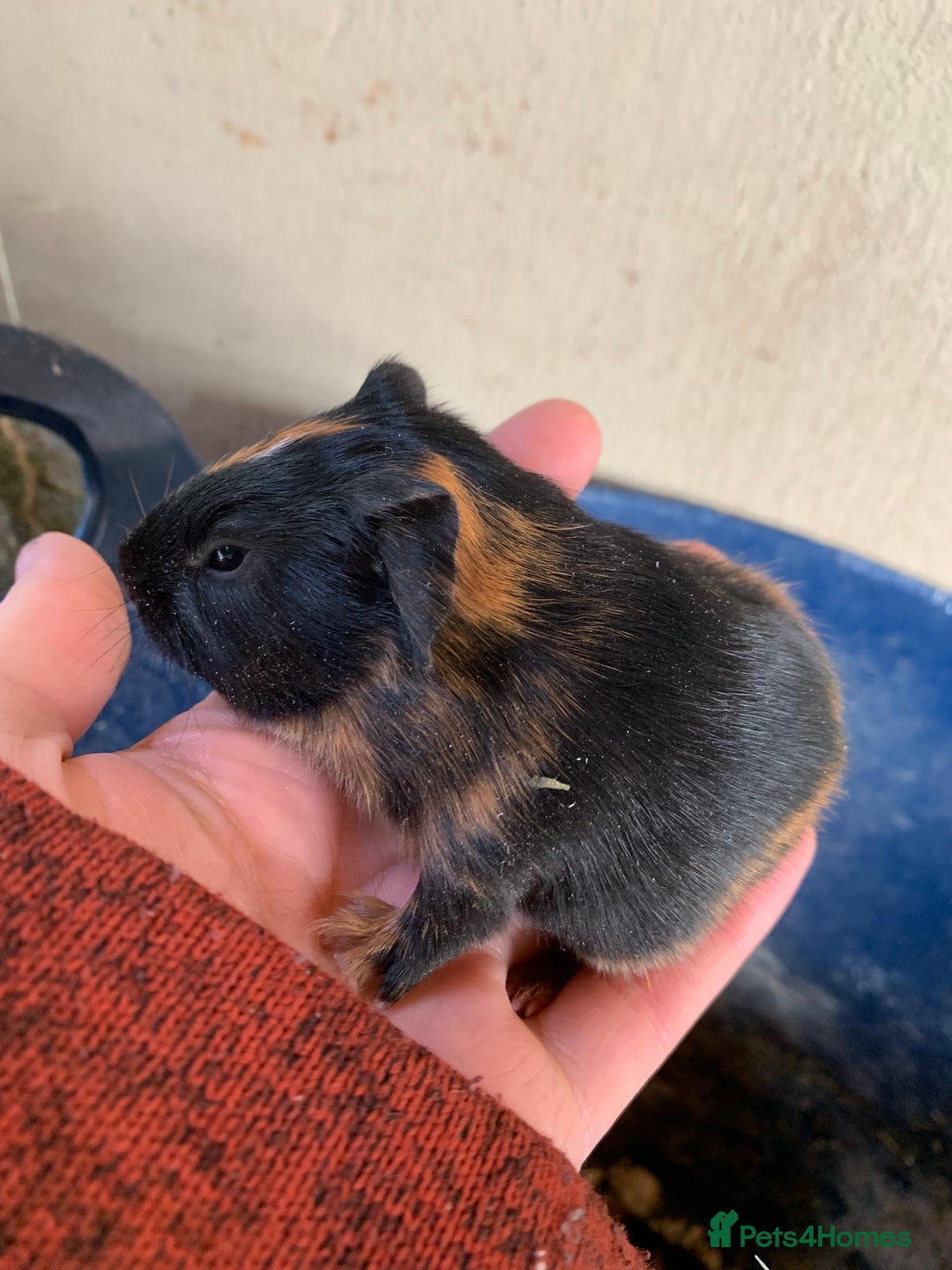 Guinea Pig rodents for sale: Baby Guinea Pigs - Image 3