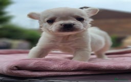 French Bulldog dogs for sale: Fluffy french bulldogs carrying Pink - Image 12
