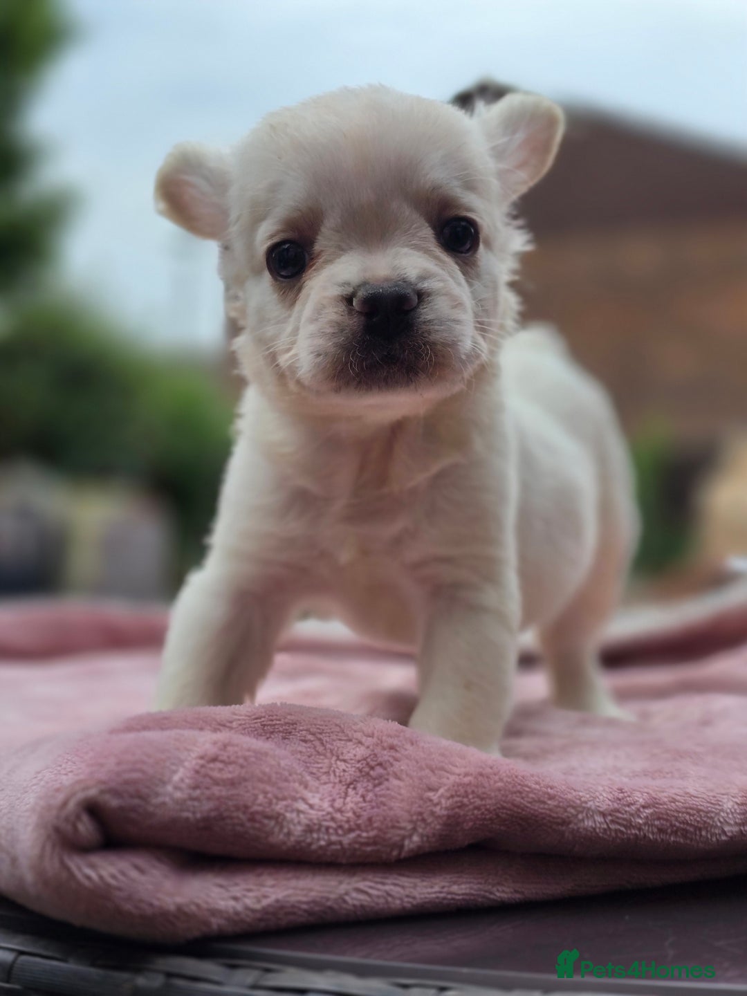French Bulldog dogs for sale: Fluffy french bulldogs carrying Pink - Image 12