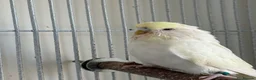 Budgerigars birds for sale: Budgies - Advert 4