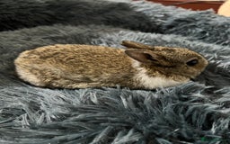 Netherland Dwarf rabbits for sale: Two beautiful Netherland dwarf bunnies  - Image 3