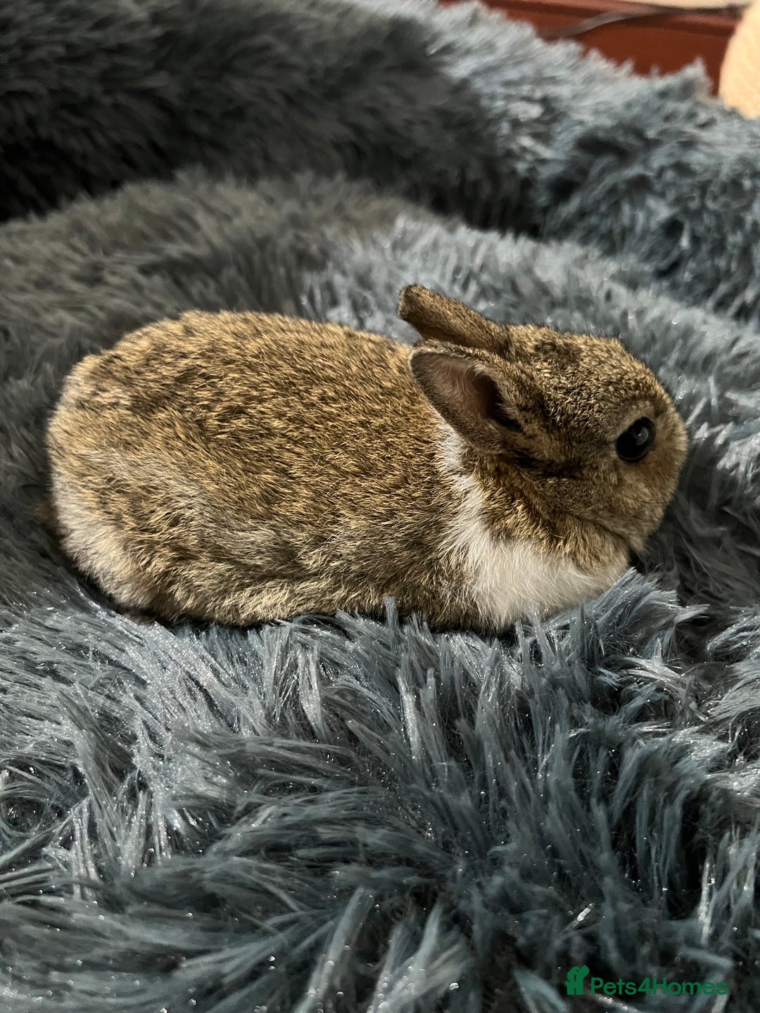 Netherland Dwarf rabbits for sale: Two beautiful Netherland dwarf bunnies  - Image 3