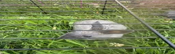 Netherland Dwarf rabbits for sale: Adorable Baby Netherland Dwarf Rabbits - Advert 10