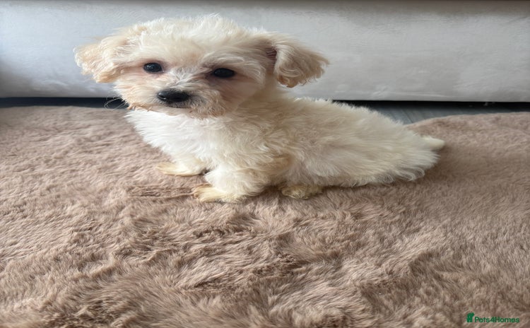 Maltipoo dogs - Advert 10