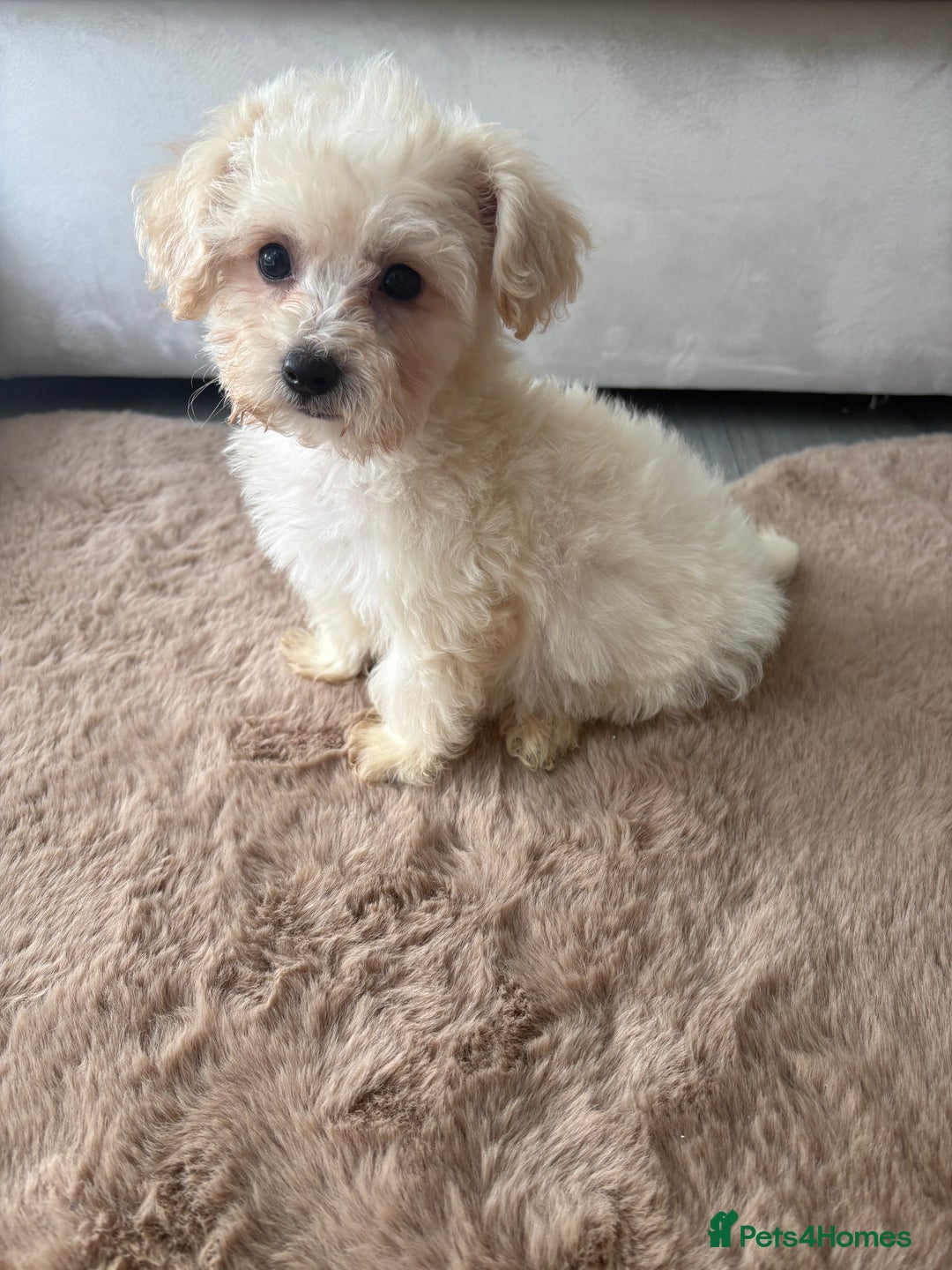 Maltipoo dogs for sale: Beautiful Maltipoo’s - Image 1
