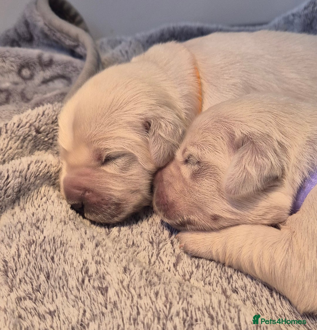 Golden Retriever dogs for sale: KC REGISTERED Golden Retriever puppies  - Advert 6